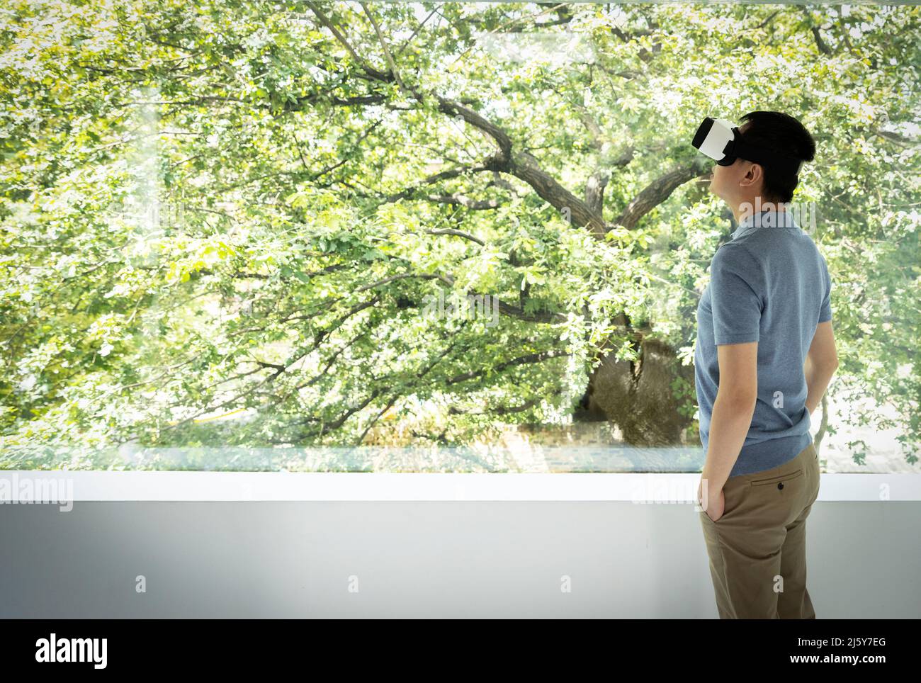 Mann, der ein VR-Headset am Fenster mit Blick auf den grünen Baum verwendet Stockfoto