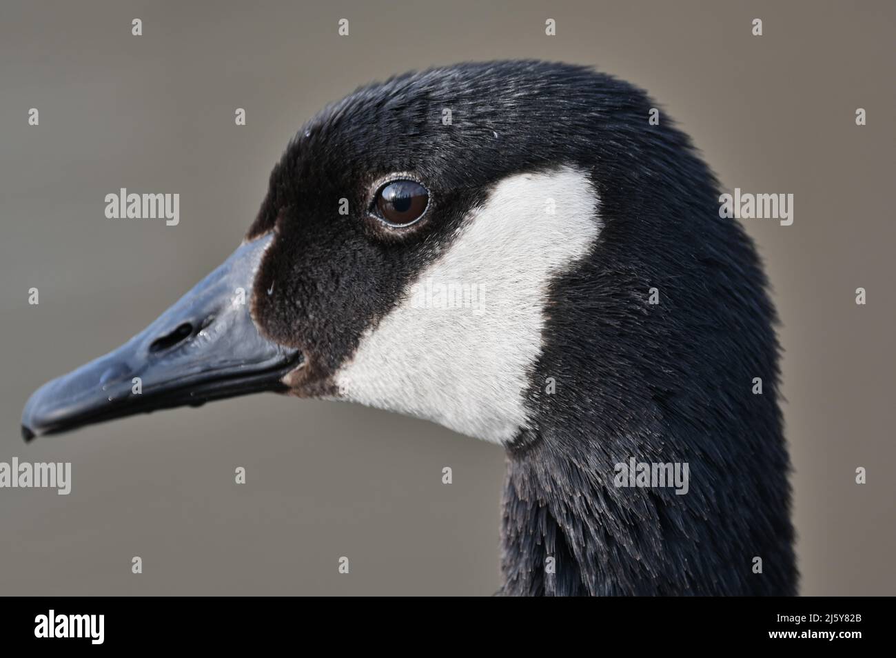 Mit einem Lächeln starrt dir die Gans in die Augen Stockfoto