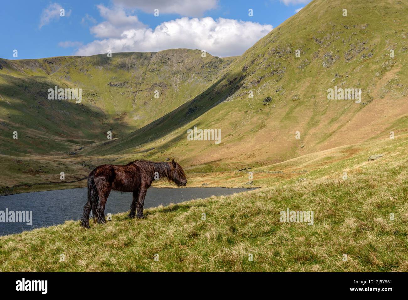 Old Fell Pony im oberen Bereich des Kentmere Valley Stockfoto