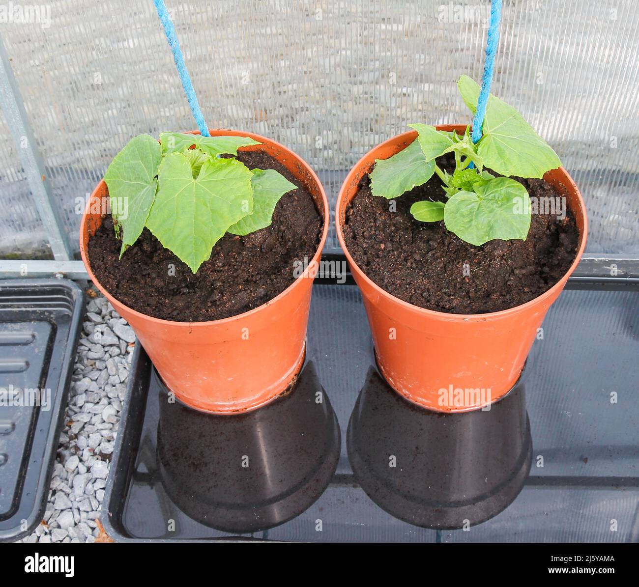 Gurkenpflanzen wachsen in 10inch Töpfen im Gewächshaus. Stockfoto