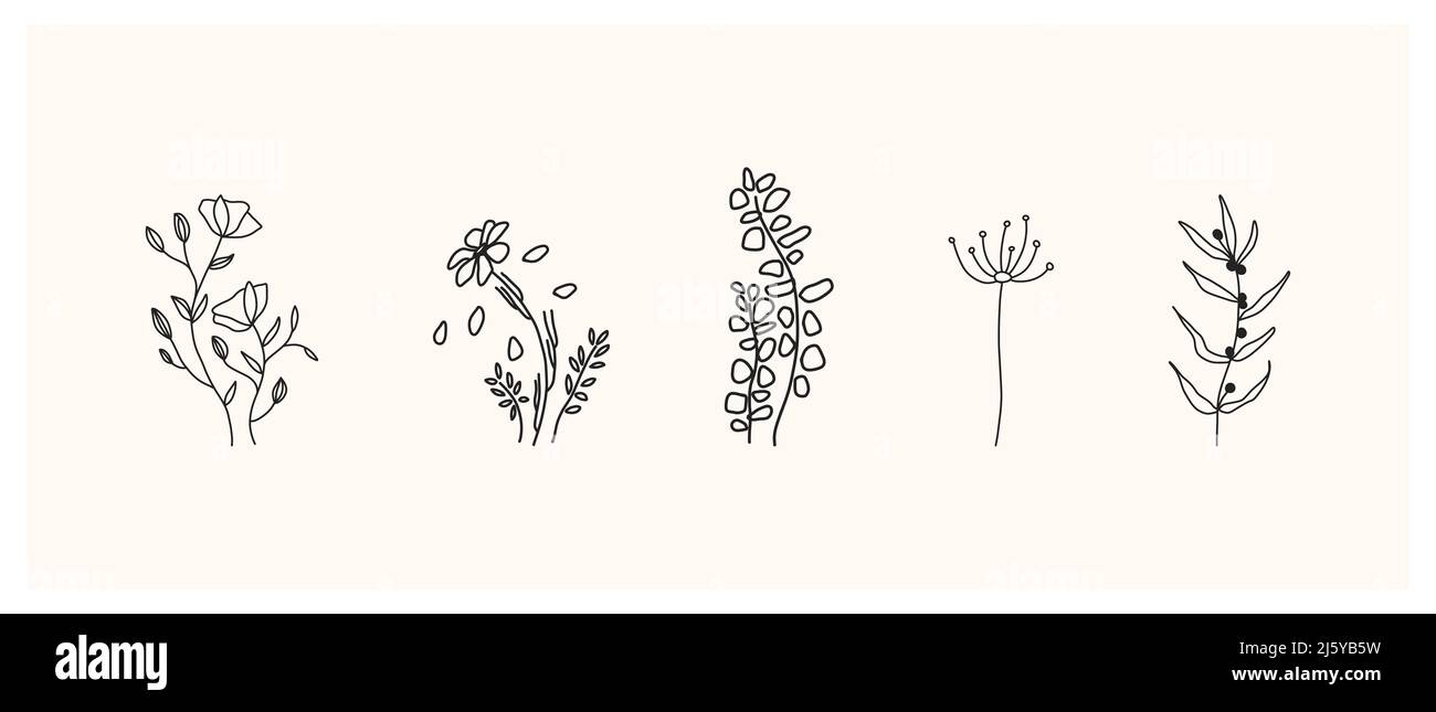 Set aus Kräutern und Wildblumen. Handgezeichnete florale Elemente. Vektorgrafik Stockfoto