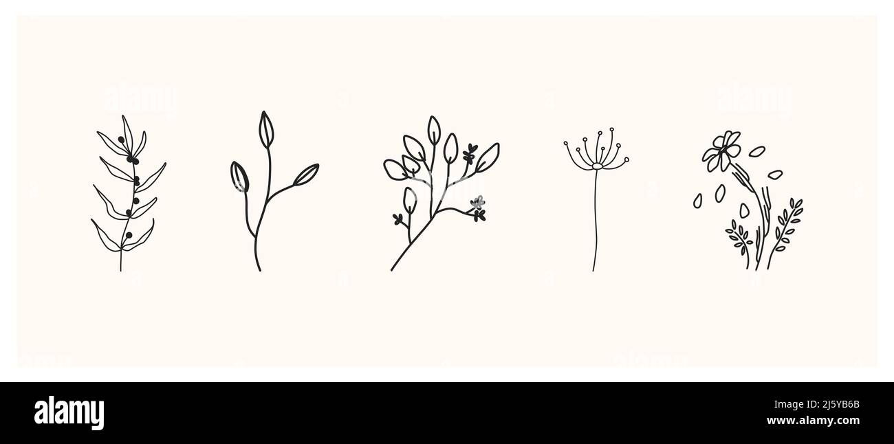 Set aus Kräutern und Wildblumen. Handgezeichnete florale Elemente. Vektorgrafik Stockfoto