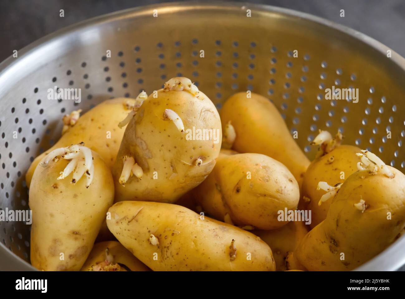 Gekeimte Samenkartoffeln in Metallschüssel oder Sieb Stockfoto