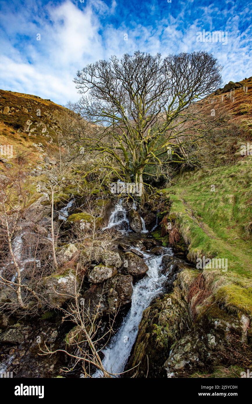 Baum an der Seite von Haweswater, Bampton, Cumbria, Großbritannien. Stockfoto