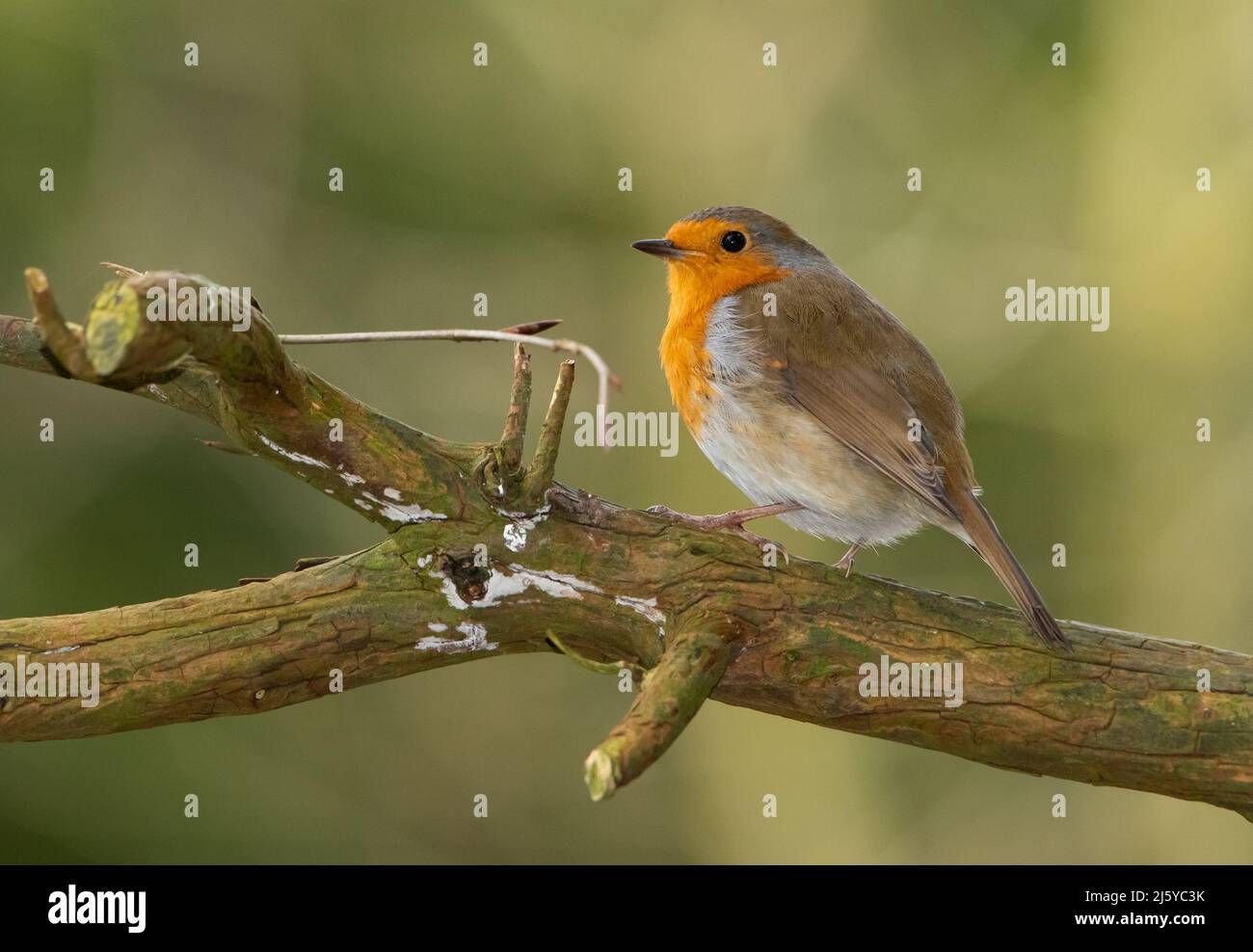 Ein Robin, Chipping, Preston, Lancashire, Großbritannien Stockfoto
