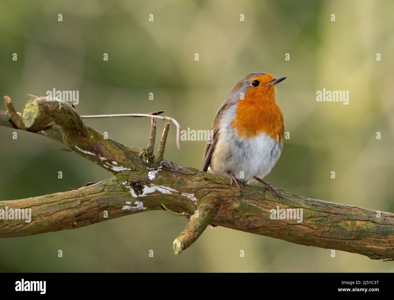 Ein Robin, Chipping, Preston, Lancashire, Großbritannien Stockfoto