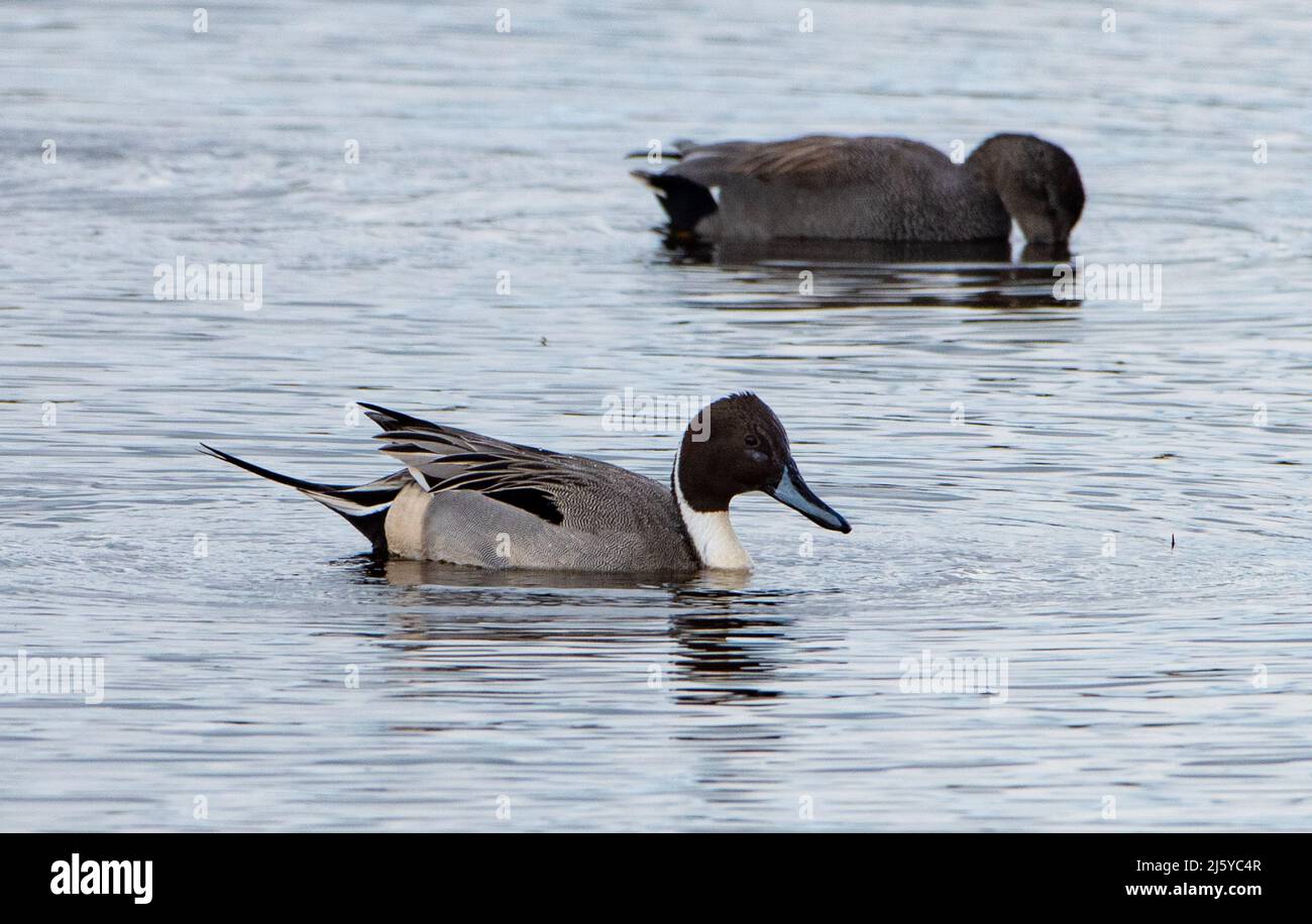 Ein männlicher Pintail im Wintergefieder, Silverdale, Carnforth, Lancashire, Großbritannien Stockfoto