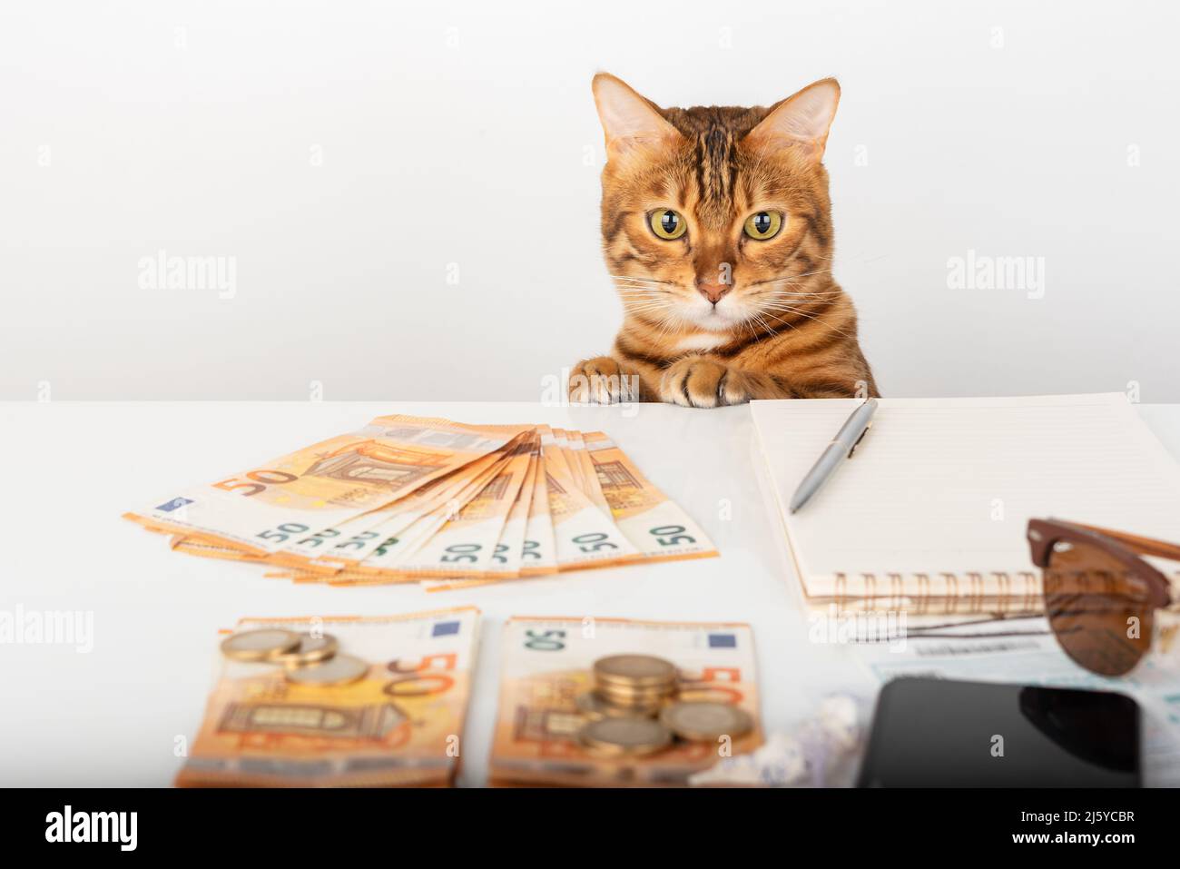 Hauskatze sitzt an einem Tisch mit Euro-Geld und einem Notizblock. Stockfoto