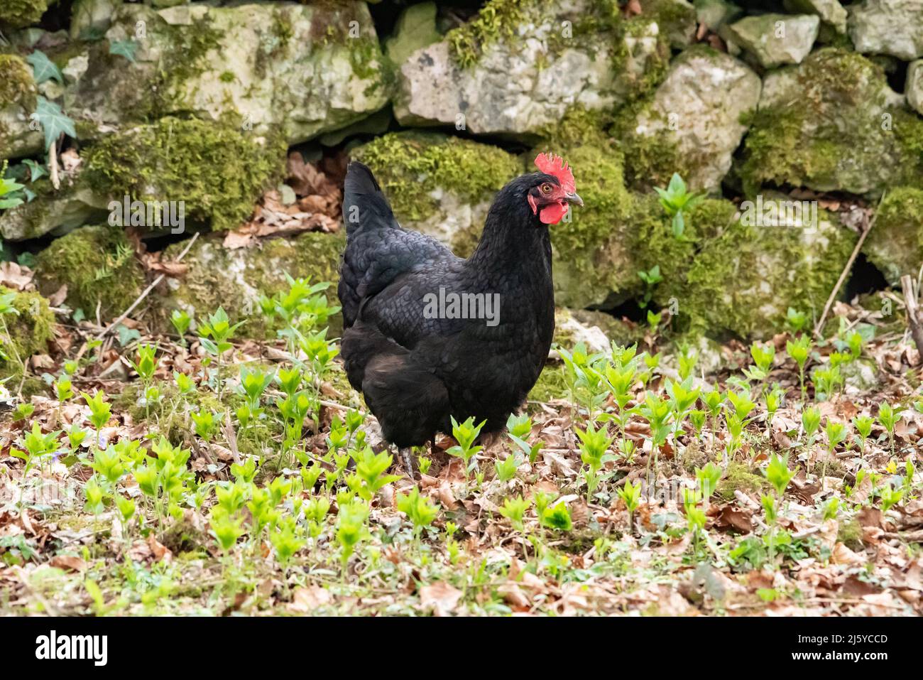 Eine Australorp Henne, eine Hühnerrasse australischen Ursprungs, Silverdale, Carnforth, Lancashire, Großbritannien Stockfoto