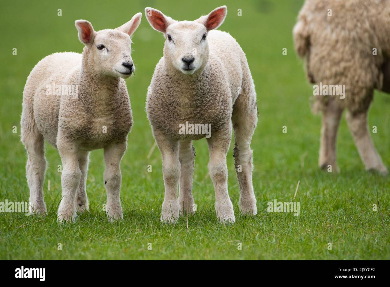 Two Lambs, Silverdale, Carnforth, Lancashire, Großbritannien Stockfoto