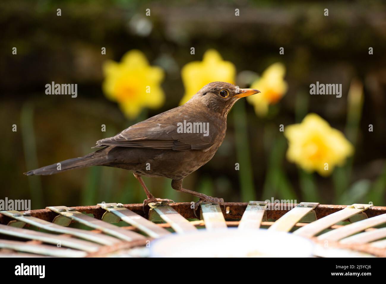 Eine weibliche Blackbird in einem Garten, Chipping, Preston, Lancashire, Großbritannien Stockfoto