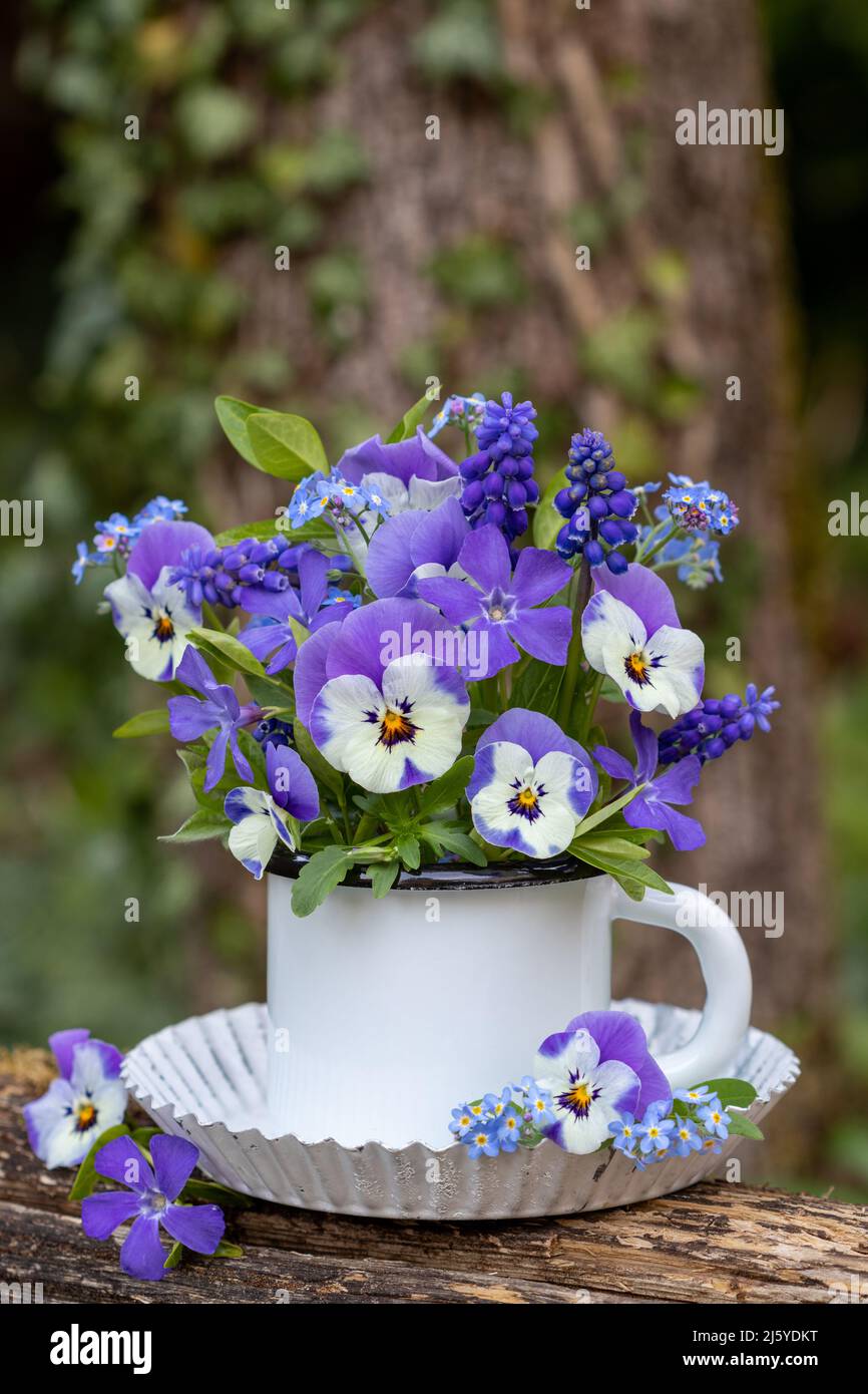 Bouquet von violetten Viola Blumen, Traubenhyazinthen und kleine Periwinkle in Tasse Stockfoto