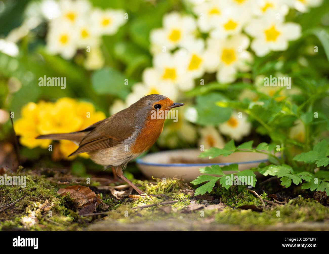 Ein Robin im Garten, Chipping, Preston, Lancashire, Großbritannien Stockfoto