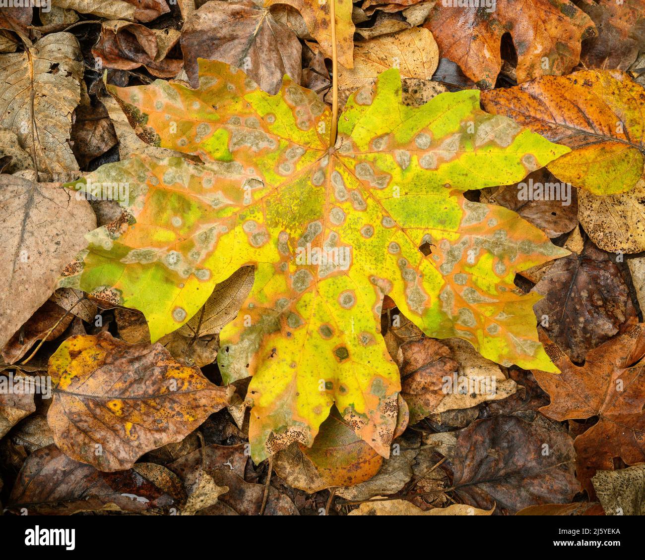Bigleaf Ahornblatt mit Herbstfarbe; North Fork Trail, Willamette National Forest, Oregon. Stockfoto