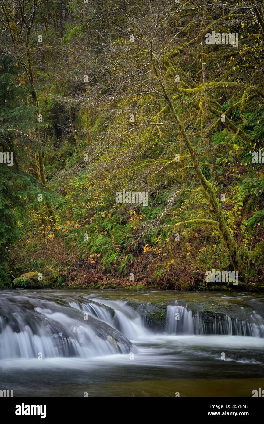 Wasserfall auf Sweet Creek, Siuslaw National Forest, Coast Range Mountains, Oregon. Stockfoto
