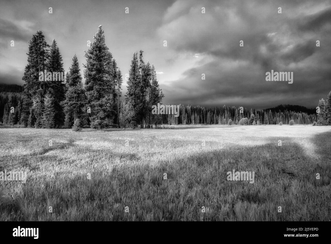 Packer Meadows am Lolo Pass, Idaho.(Schwarz-Weiß-Infrarot). Stockfoto