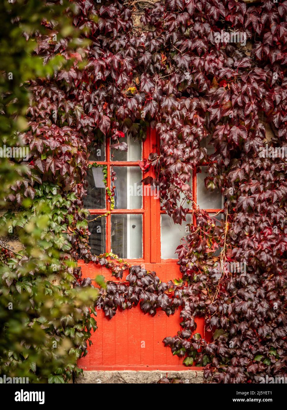 Virginia Creeper Rebe erstickt einen rot gestrichenen Fensterrahmen. Stockfoto