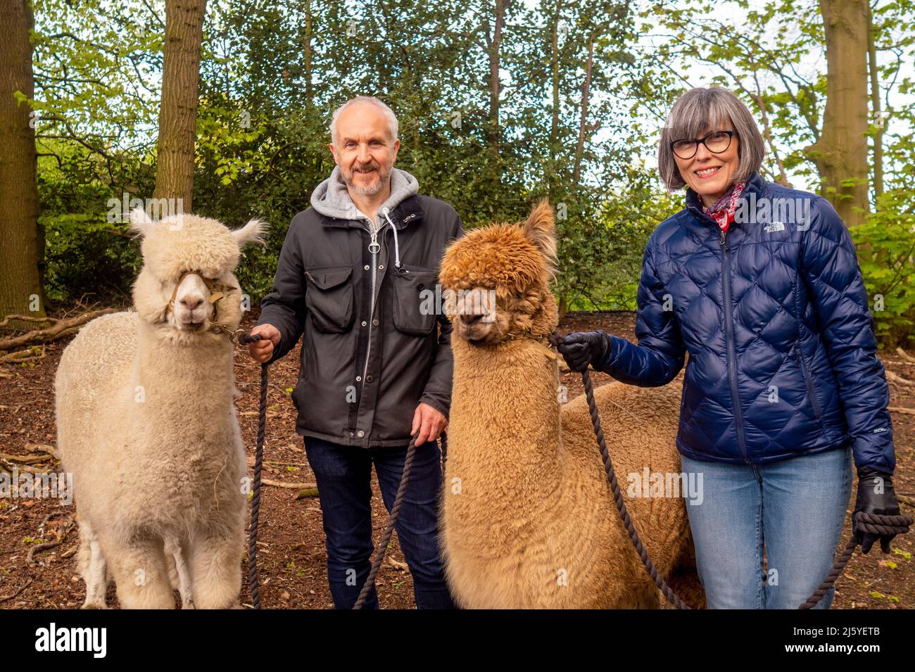 Reifes kaukasisches Paar, das mit 2 Huacaya-Alpakas in einem britischen Holz posiert. Stockfoto