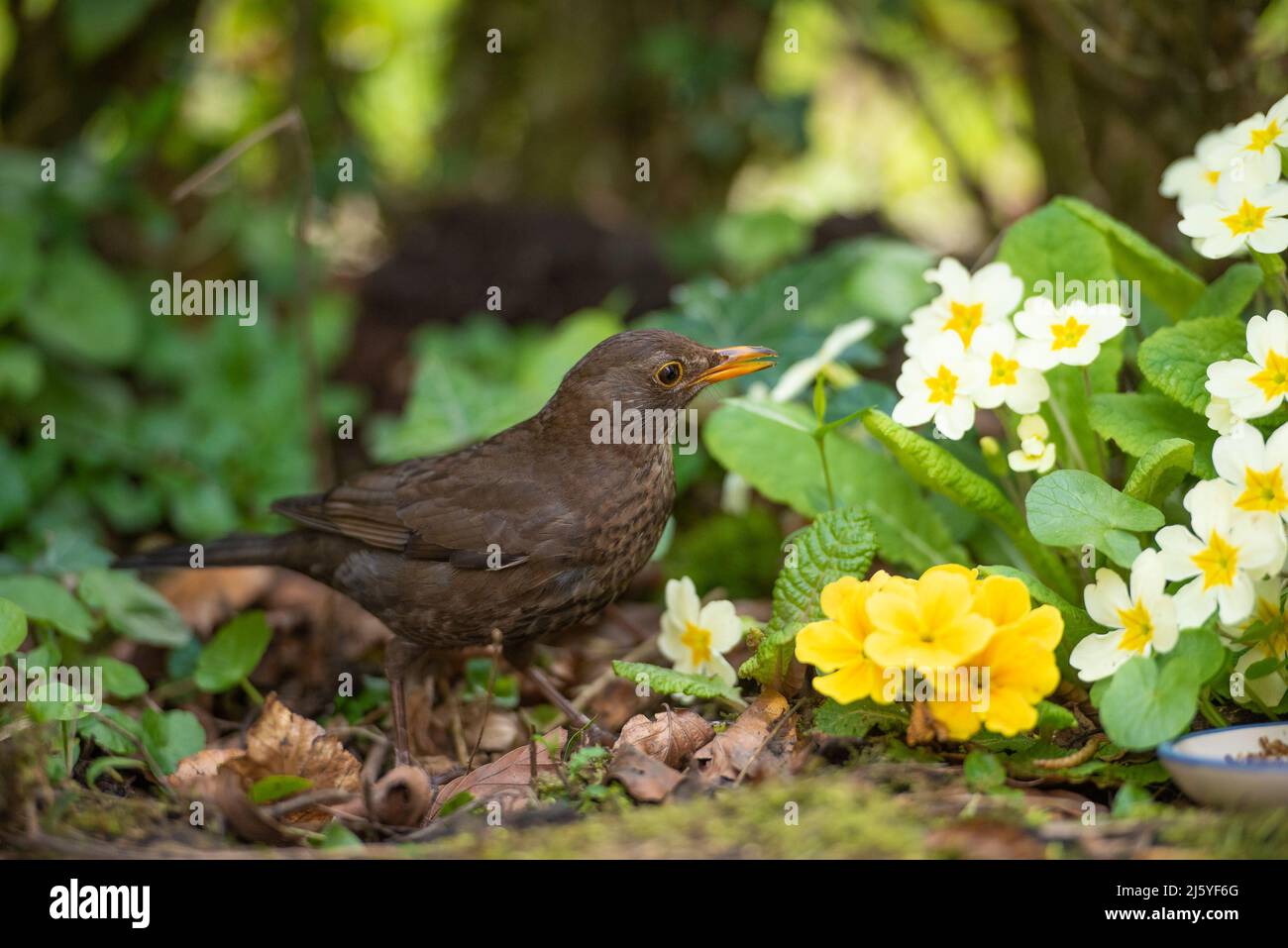 Eine weibliche Blackbird in einem Garten, Chipping, Preston, Lancashire, Großbritannien Stockfoto