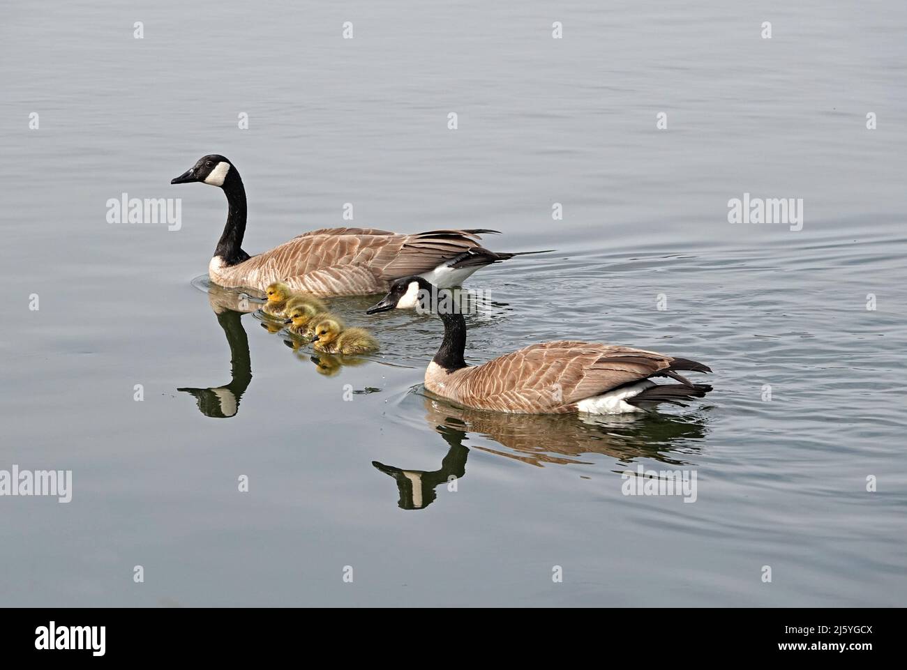 Kanadas Gänseleber und ihre neuen Gänse, am Deschutes River in Bend, Oregon. Stockfoto