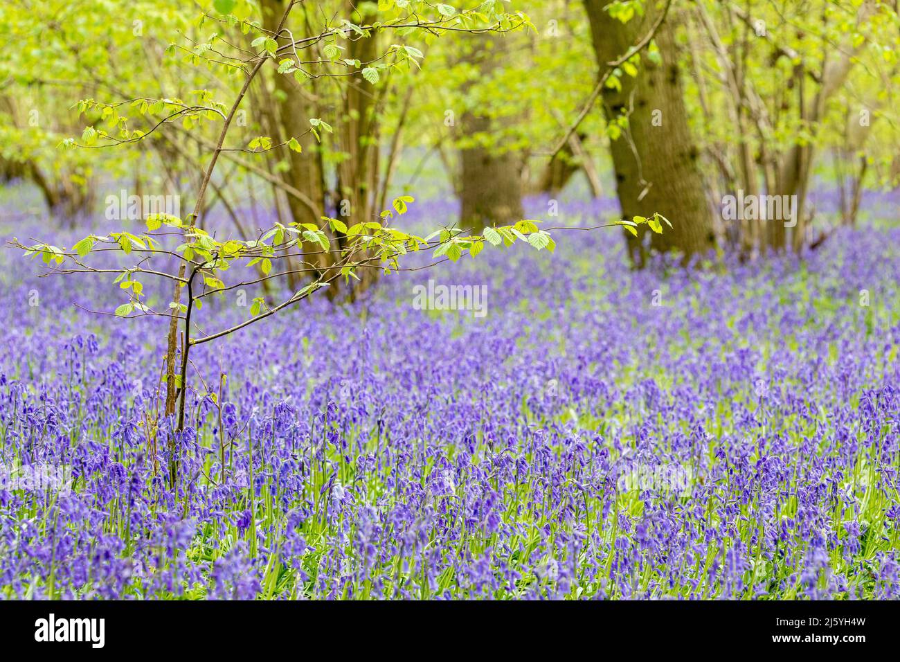 Ein Teppich aus Bluebells im Wald ( Dockey Wood ) auf dem Ashridge Estate in Buckinghamshire. Stockfoto