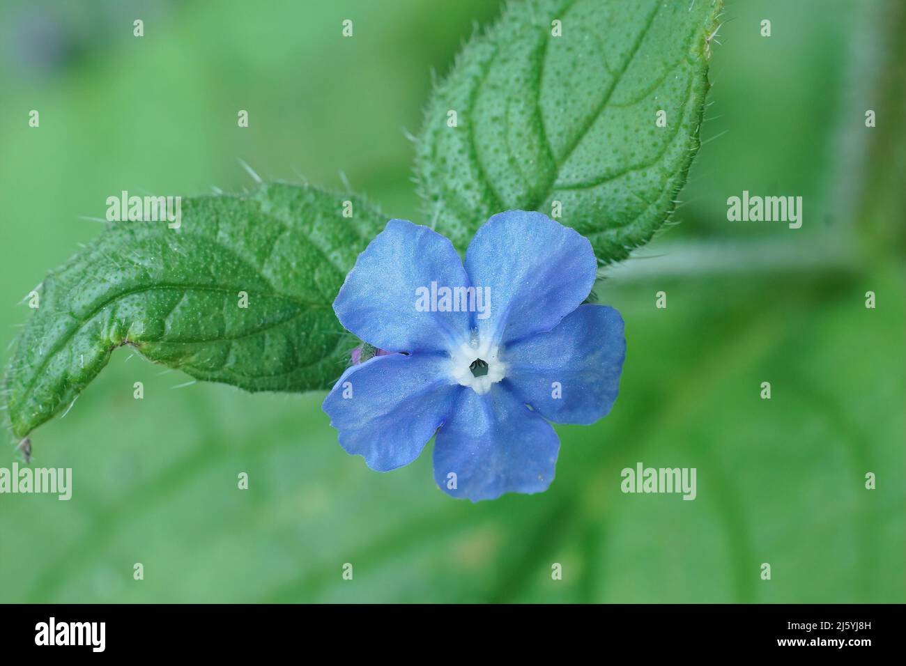 Nahaufnahme einer kleinen blauen Blume des Alkanets, Pentaglottis sempervirens im Garten Stockfoto