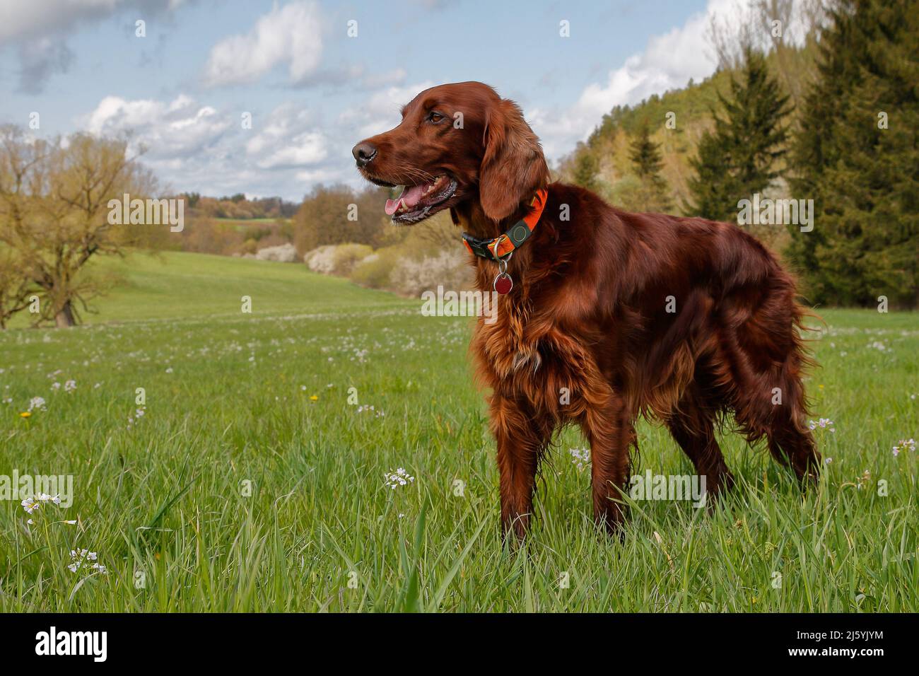 Der Irish Setter, einer der schönsten und elegantesten Jagdhunde, steht im blühenden Frühlingstal auf einer saftig grünen Wiese. Stockfoto