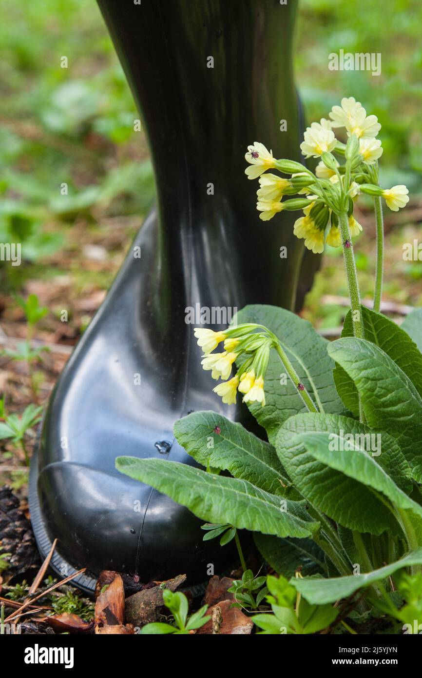 Wenn Sie in der Natur Gummistiefel tragen, haben Sie einen guten Schutz gegen Zecken, die überall auf Blättern lauern Stockfoto