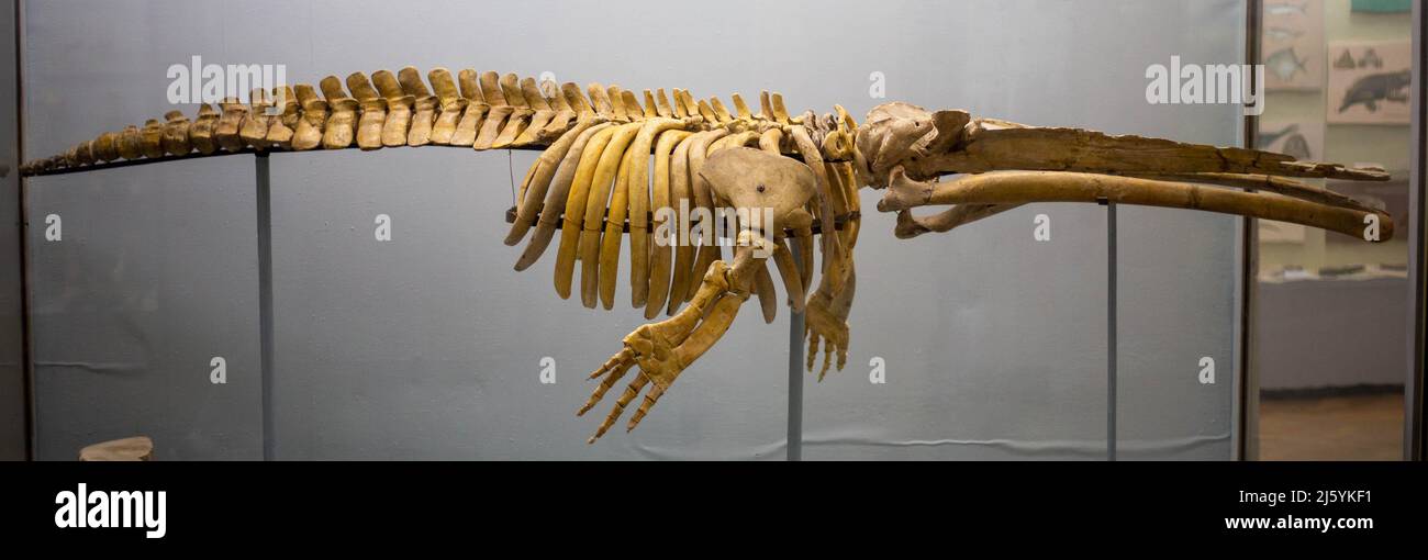 Skelett eines alten Wals im Museum Stockfoto