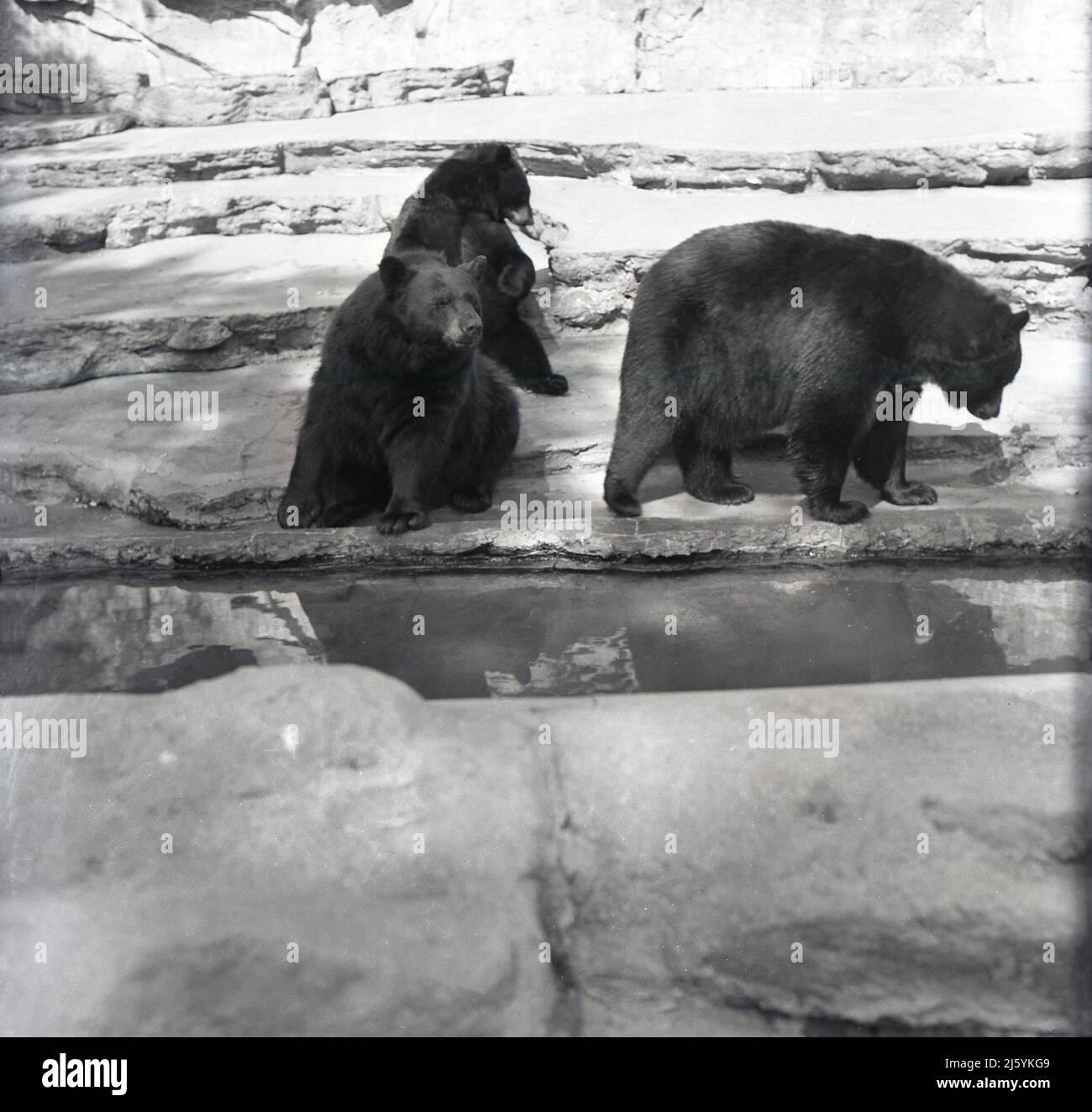 1950s, historisch, Braunbären in Gehege im Zoo, England, Großbritannien Stockfoto