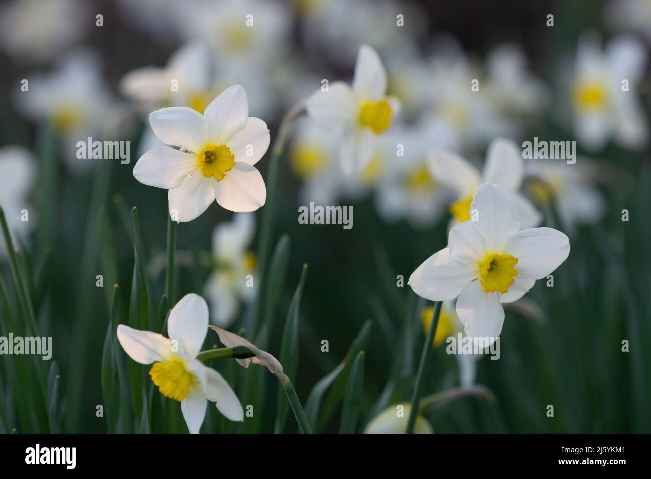 Weiße Narzissenblüten wachsen auf einem Blumenbett Stockfoto