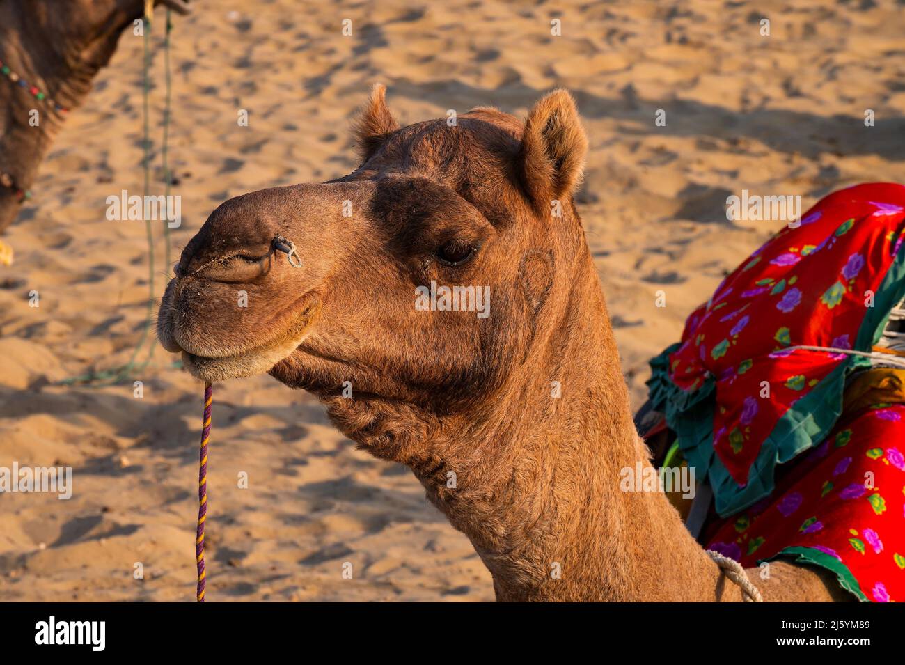 Porträt eines Kamels, Gesicht während der Erwartung für Touristen auf Kamelritt in der Wüste Thar, Rajasthan, Indien. Kamele, Camelus dromedarius, sind Wüstentiere. Stockfoto