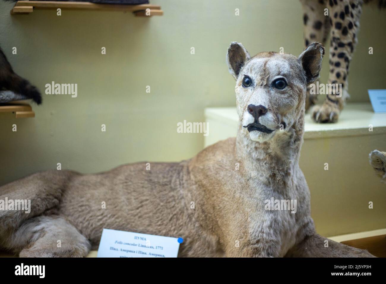 Realistisches ausgestopftes Wildtier im Museum Stockfoto