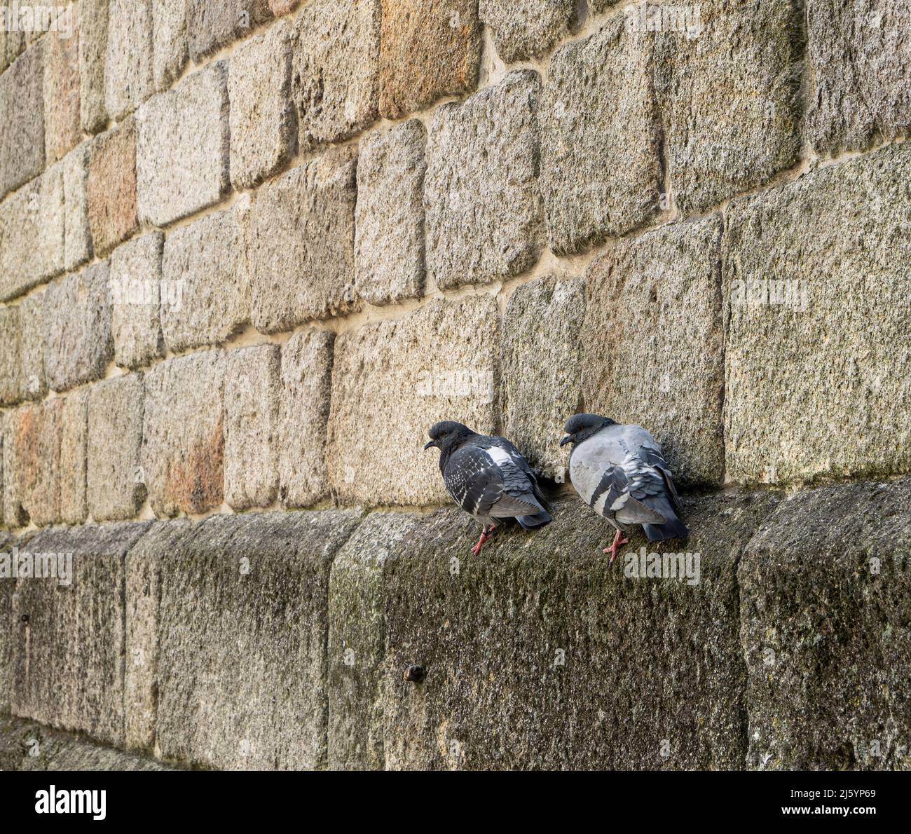 Zwei Tauben im prekären Gleichgewicht an einer Wand Stockfoto