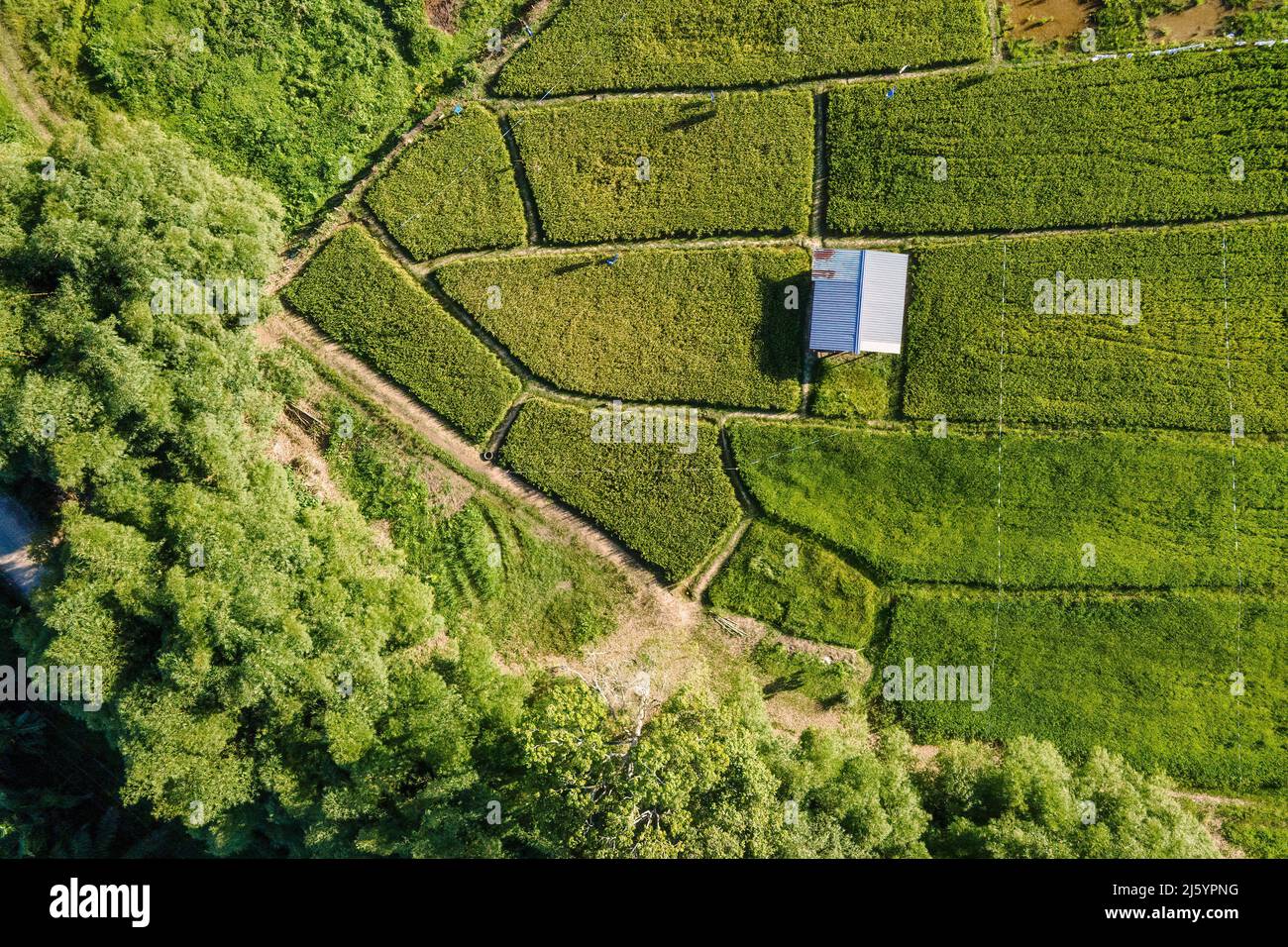 Drone Point of View einer Hütte auf einem Paddy Field Stockfoto