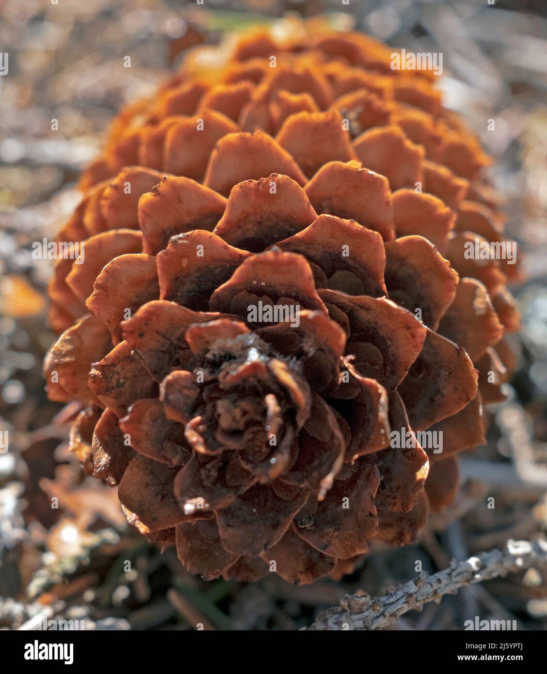 Ein holziger weiblicher Strobilus, Pinaceae-Kegel in Nahaufnahme Stockfoto