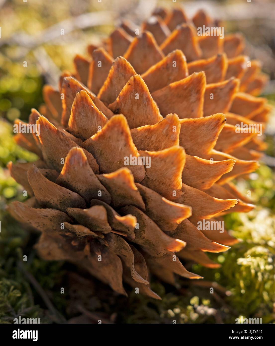 Ein holziger weiblicher Strobilus, Pinaceae-Kegel in Nahaufnahme Stockfoto