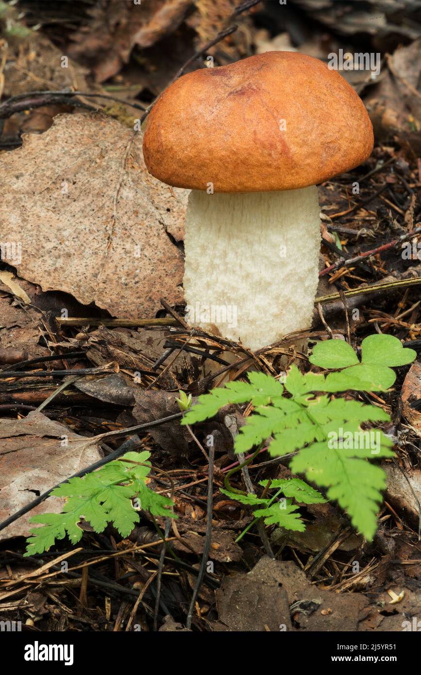 Wildtiere in Europa - essbare und ungenießbare Pilze, die im Wald wachsen. Stockfoto