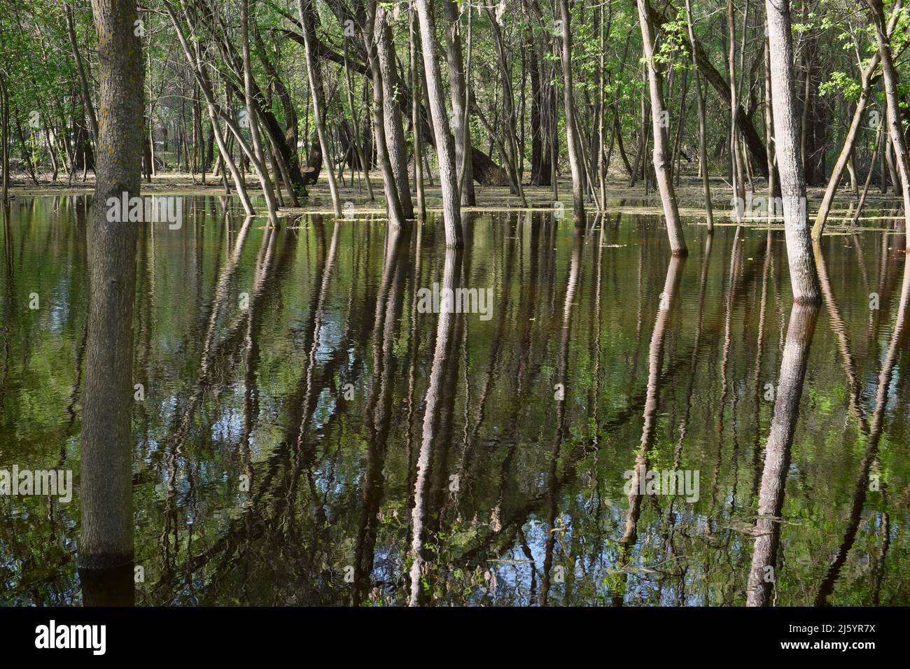 Baumstämme mit Reflexionen im Frühling überfluteten Wald Stockfoto
