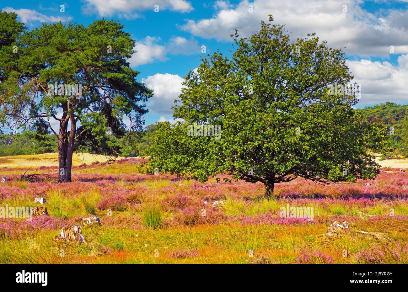 Wunderschöne holländische Heidenlandschaft mit blühenden Heideblumen, Eichen- und Scotch-Kiefernbäumen, blauem Himmel, flauschigen Wolken - Loonse und Drunense Stockfoto