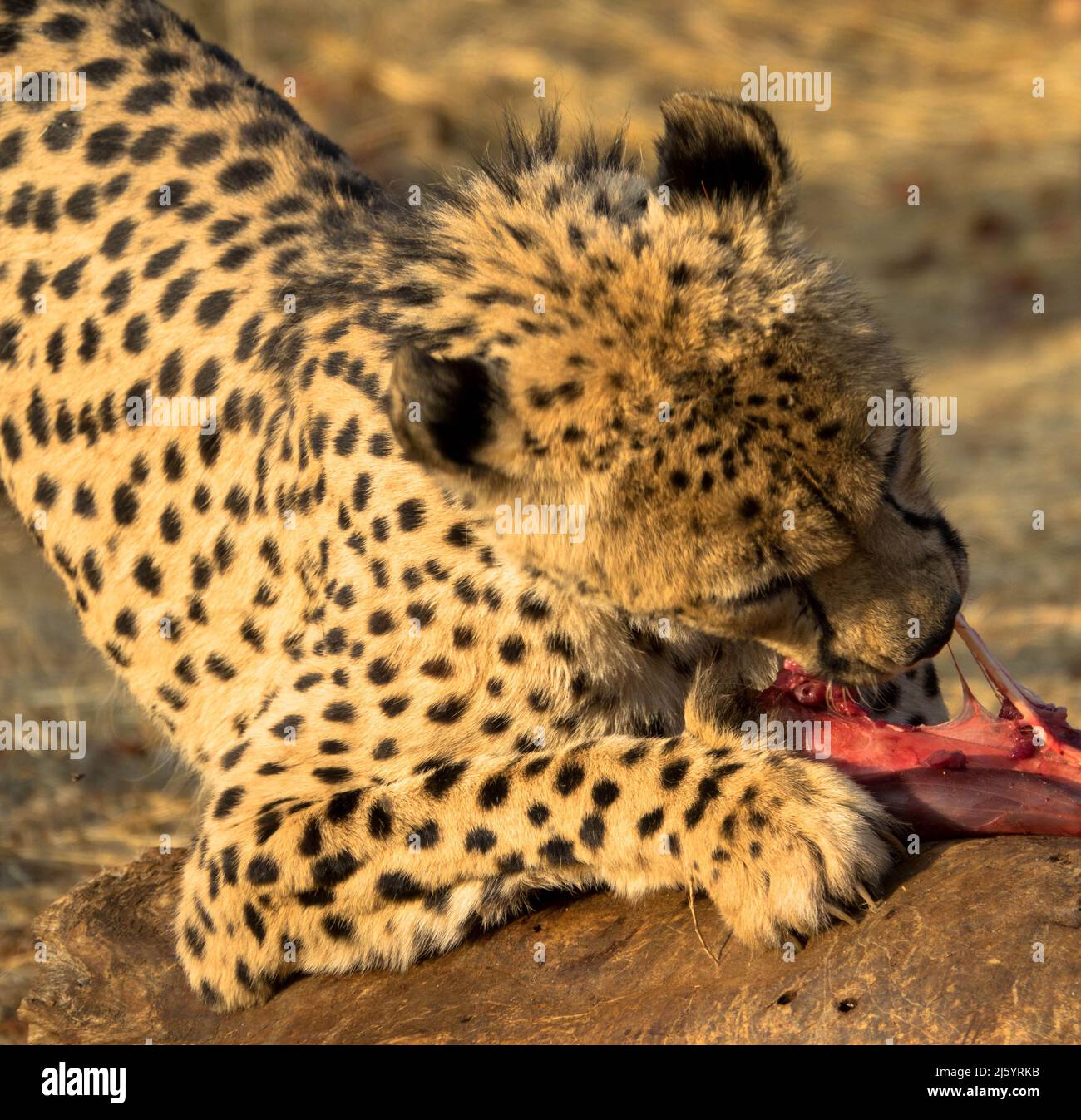 Gepard im natürlichen Lebensraum frisst eine Beute. Gesehen von der Wildfahrt in Südafrika. Nahaufnahme Stockfoto