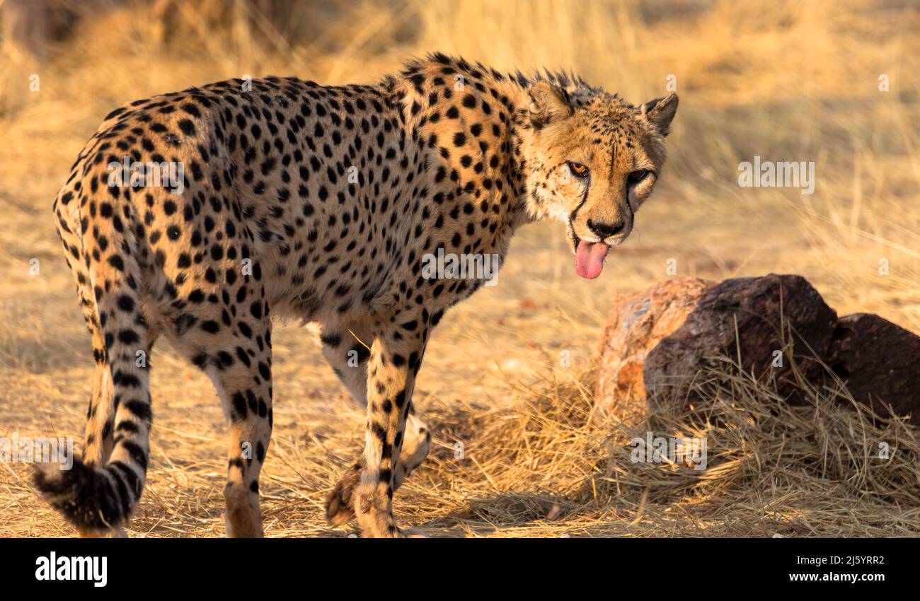 Leopard im natürlichen Lebensraum wandert durch die Savanne. Gesehen auf Wildfahrten in Südafrika. Nahaufnahme. Stockfoto