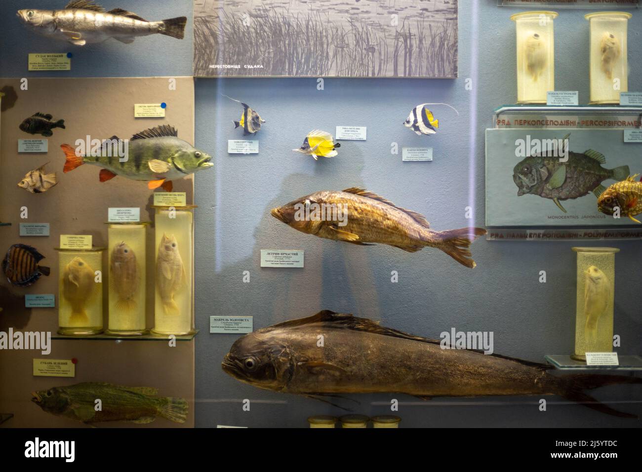 Realistisches ausgestopftes Wildtier im Museum Stockfoto