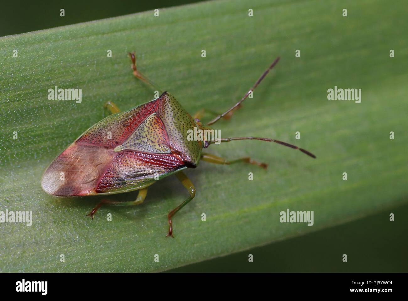 Hawthorn Shieldbug Acanthosoma haemorrhoidale adult Stockfoto