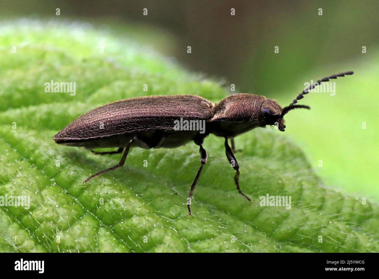 Klicken Sie auf Beetle Agriotes Obscurus Stockfoto