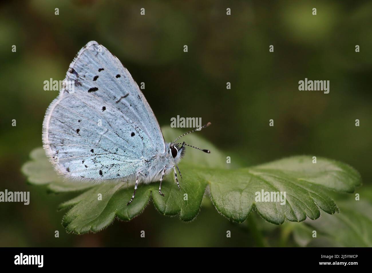 Holly Blue Celastrina argiolus Stockfoto
