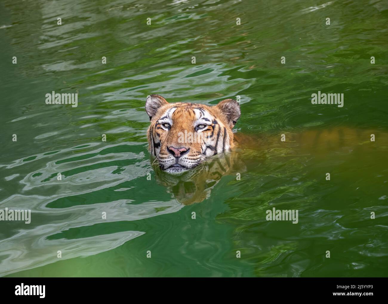 Ein Tiger schaut in die Kamera Stockfoto