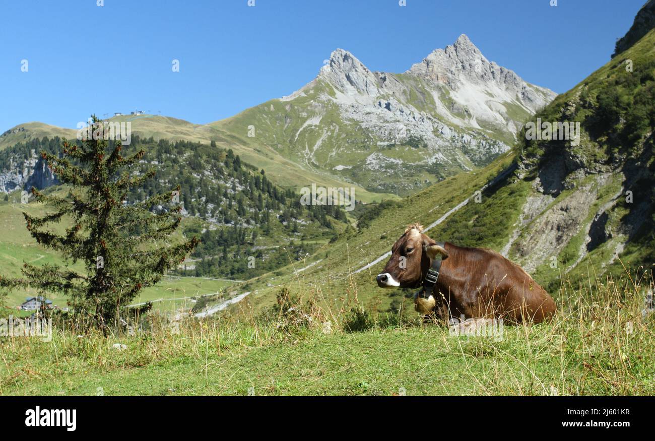 Entspannte Kuh, die auf der Wiese in den Bergen liegt Stockfoto