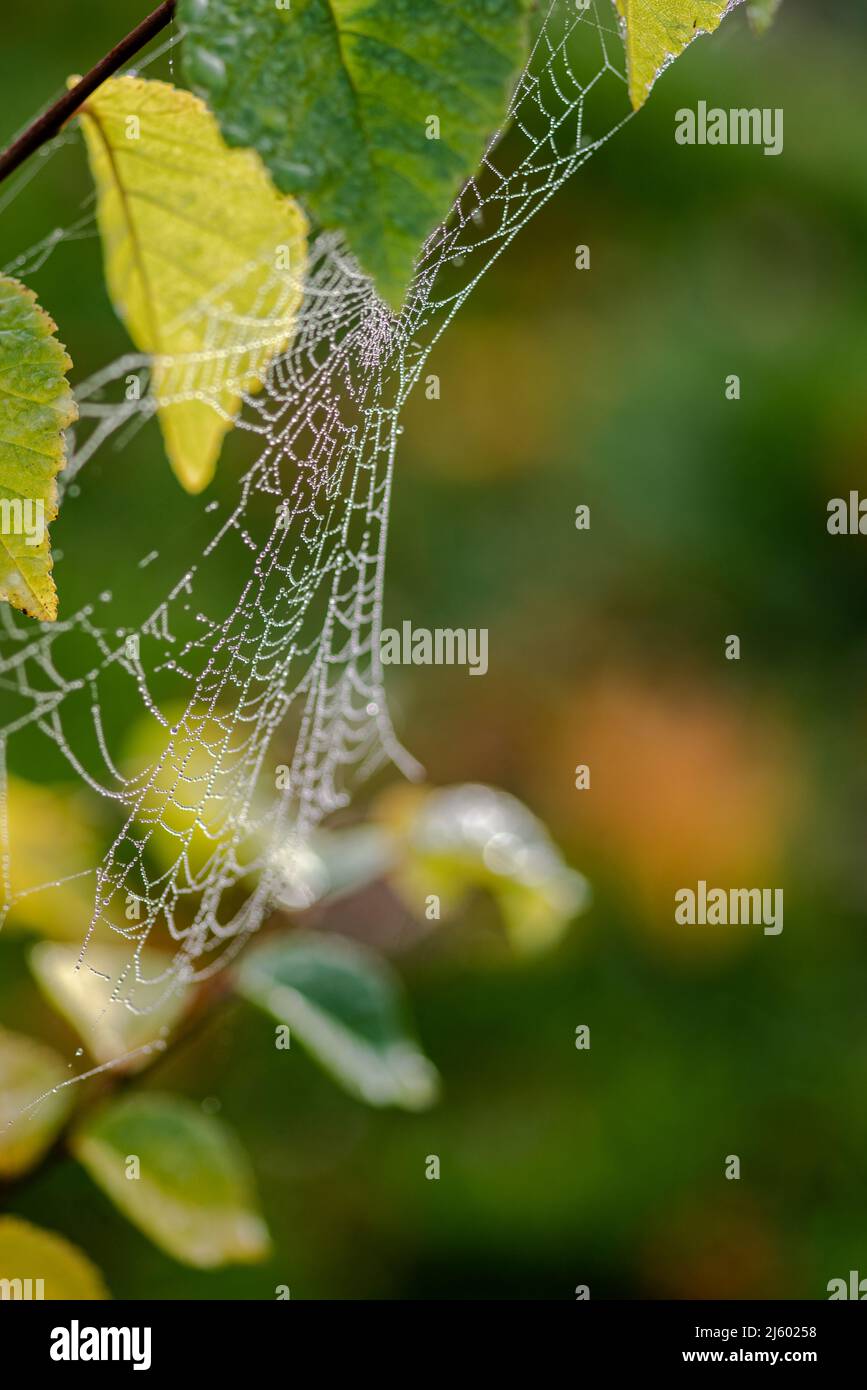 spinnennetz mit Tautropfen zwischen grünen Blättern und verschwommenem Hintergrund Stockfoto