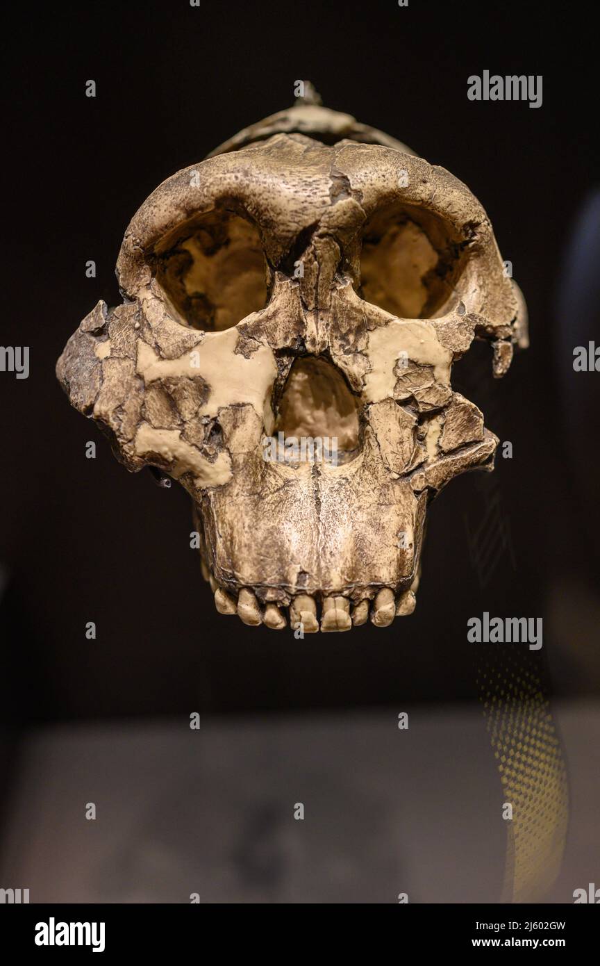 Adulter männlicher Schädel von Paranthropus boisei oder Australopithecus bosei. Auch genannt OH 5, Zinj, lieber Junge, Nussknacker Mann. Das National Archaeological Stockfoto